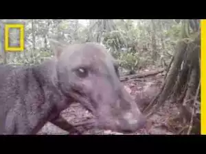 Video: See an Extremely Rare Jungle Dog | National Geographic